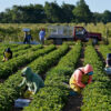 Employment Opportunities In Canada For Foreigners with Free Visa Sponsorship - General Farm Labourer