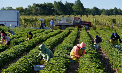 Employment Opportunities In Canada For Foreigners with Free Visa Sponsorship - General Farm Labourer