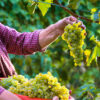 Work For Foreigners In Canada With Free Visa Sponsorship - Vineyard Worker