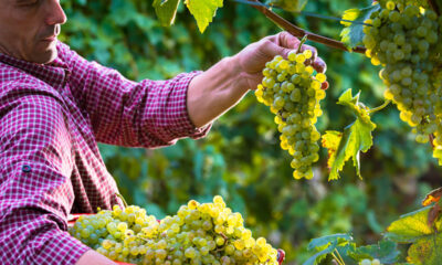 Work For Foreigners In Canada With Free Visa Sponsorship - Vineyard Worker