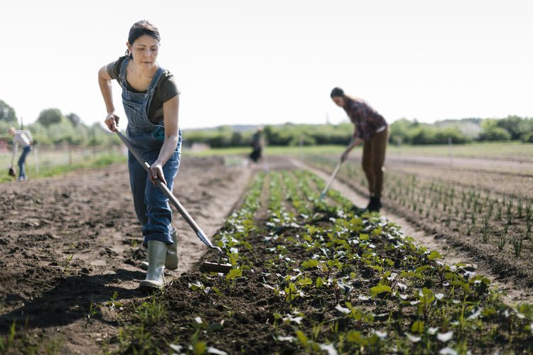 Job In Canada For Foreigners With Visa Sponsorship – General Farm Labourer | Oliver, British Columbia