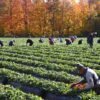 T&S Mankatala Farm Is Urgently Hiring Multiple Foreigners For Farm Worker Job - Abbotsford, BC