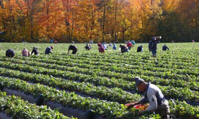 T&S Mankatala Farm Is Urgently Hiring Multiple Foreigners For Farm Worker Job - Abbotsford, BC