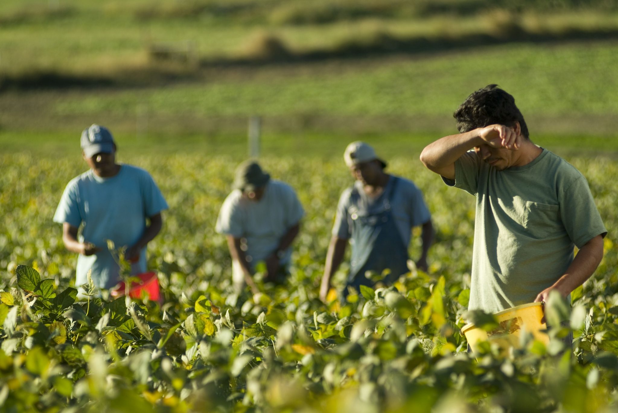 Farm Labourers Needed By Brandt