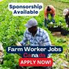 Vegetable Farm Worker Needed By Sudo Farms LTD – Lethbridge, AB (SPONSORSHIP AVAILABLE)