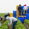 High-Paying Farm Worker Jobs in Canada with Sponsorship