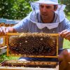 Work for Foreigners with Sponsorship – Bee Farm Worker