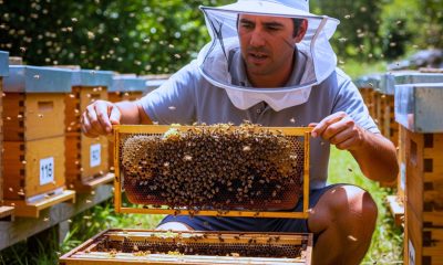 Work for Foreigners with Sponsorship – Bee Farm Worker