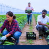 Sponsorship Jobs in Canada β Farm Worker - Nova Scotia