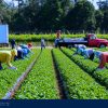 Work For Foreigners with Sponsorship – Farm Worker - Ontario