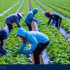 Multiple Farm Workers needed (SPONSORSHIP AVAILABLE) – Leamington, ON