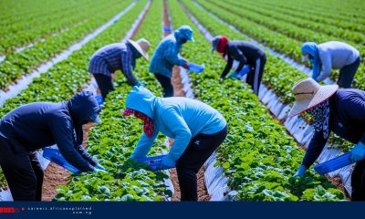 Multiple Farm Workers needed (SPONSORSHIP AVAILABLE) – Leamington, ON