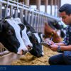 $33 Per Hour as a Herd Attendant in Canada – SPONSORSHIP AVAILABLE