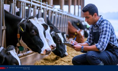 $33 Per Hour as a Herd Attendant in Canada – SPONSORSHIP AVAILABLE