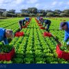 Blackwell Farms is Hiring Multiple General Farm Workers (SPONSORSHIP AVAILABLE)