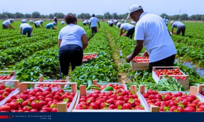 Hiring Now with Sponsorship: General Farm Labourer – Wheatley, ON