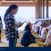 Work For Foreigners with Sponsorship – Livestock Attendant | Thamesford, ON