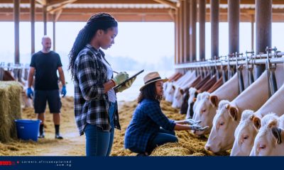 Work For Foreigners with Sponsorship – Livestock Attendant | Thamesford, ON