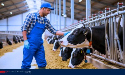 High Paying Jobs in Canada with Sponsorship for Foreign Workers: Livestock Labourer