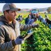 Earn $28.00 per hour as a Farm Worker in Canada (SPONSORSHIP AVAILABLE)