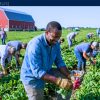 Earn $1,190 as a General Farm Labourer in Canada (SPONSORSHIP AVAILABLE)