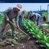 Work for Foreigners with Sponsorship — Farm Worker