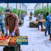 Work For Foreigners: Farm Labourer — Staples, ON