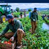 Hillside Gardens Ltd Is Hiring Foreigners as Farm Labourer — Bradford, ON