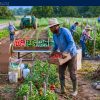 Highly–Paid Harvesting Jobs in Canada with Sponsorship — Langley, BC