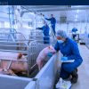 Factory Jobs in Canada with Sponsorship — Ontario