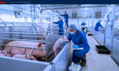 Factory Jobs in Canada with Sponsorship — Ontario
