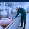 Hope Family Pork Ltd. is Hiring Foreigners (SPONSORSHIP AVAILABLE) — Parkhill, ON