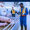 Farm Supervisor Jobs in Canada with Sponsorship — Alberta