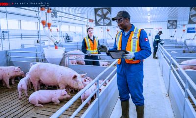 Farm Supervisor Jobs in Canada with Sponsorship — Alberta