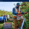 Fruit Worker Jobs in Canada with Sponsorship — Ontario