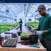 Farm Jobs in Canada with Sponsorship — Ontario