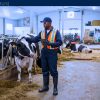 Work For Foreigners: Dairy Farm Worker Jobs With Sponsorship