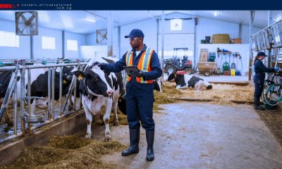 Work For Foreigners: Dairy Farm Worker Jobs With Sponsorship