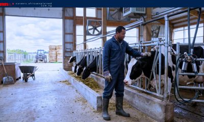 Highly-Paid Livestock Labourer Jobs in Canada with Sponsorship