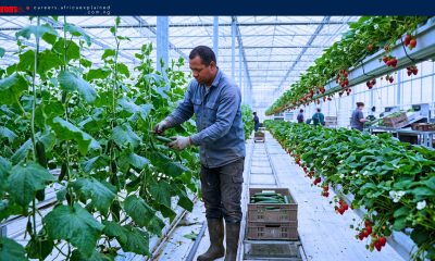 Farm Jobs in Canada with Sponsorship — Ontario
