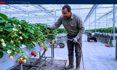 Seasonal Jobs in Canada with Sponsorship — Kingsville, ON