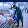 Special T Swine Ltd. is Hiring Foreigners (SPONSORSHIP AVAILABLE)