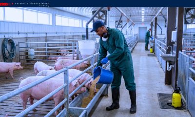 Special T Swine Ltd. is Hiring Foreigners (SPONSORSHIP AVAILABLE)