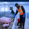 Work For Foreigners: Farm Jobs in Canada With Sponsorship — Ontario