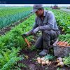 Work For Foreigners: Vegetable Farm Worker Jobs in Canada with Sponsorship