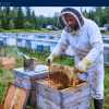 Work For Foreigners: Apiary Worker Jobs in Canada with Sponsorship