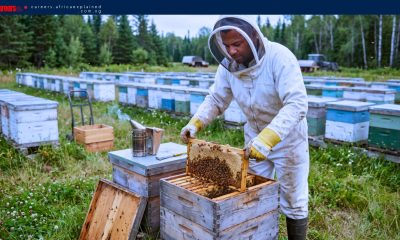 Work For Foreigners: Apiary Worker Jobs in Canada with Sponsorship