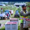 Work For Foreigners: Fruit Farm Worker — SPONSORSHIP AVAILABLE