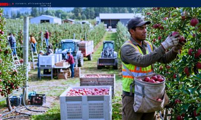 Work For Foreigners: Fruit Farm Worker — SPONSORSHIP AVAILABLE