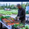 Work For Foreigners: Harvest Worker Jobs With Sponsorship — Alberta